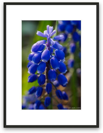 Grape Hyacinth Framed Fine Art Print