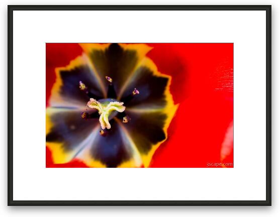 Red Tulip Macro Framed Fine Art Print