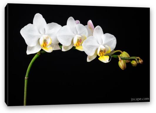 White Orchids Fine Art Canvas Print