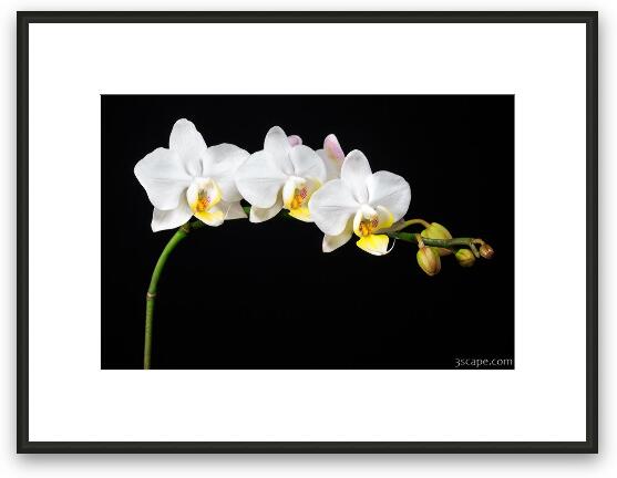 White Orchids Framed Fine Art Print