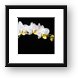 White Orchids Framed Print