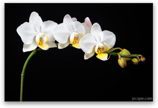 White Orchids Fine Art Metal Print