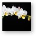 White Orchids Metal Print
