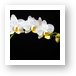White Orchids Art Print