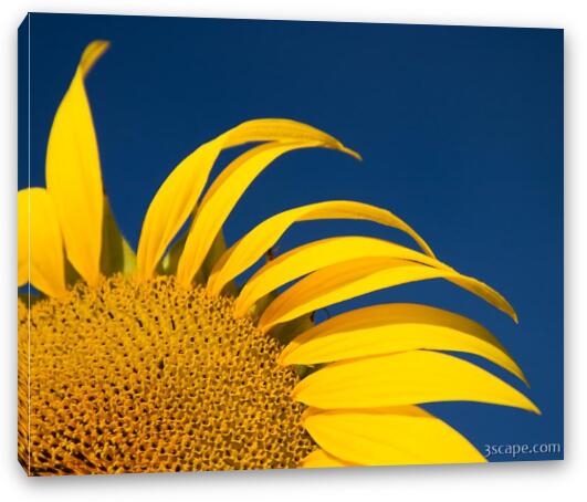 Sunflower Fine Art Canvas Print