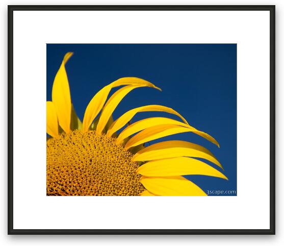 Sunflower Framed Fine Art Print