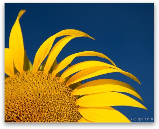 Sunflower Fine Art Metal Print