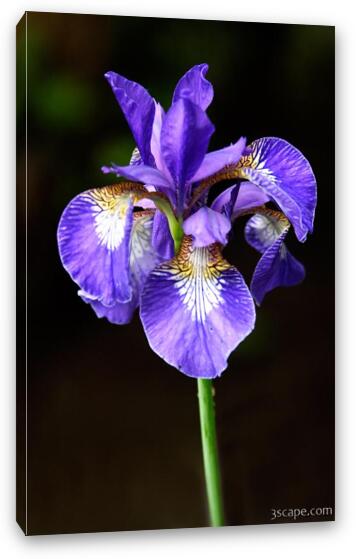 Sinlge purple Iris Fine Art Canvas Print