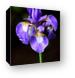 Sinlge purple Iris Canvas Print