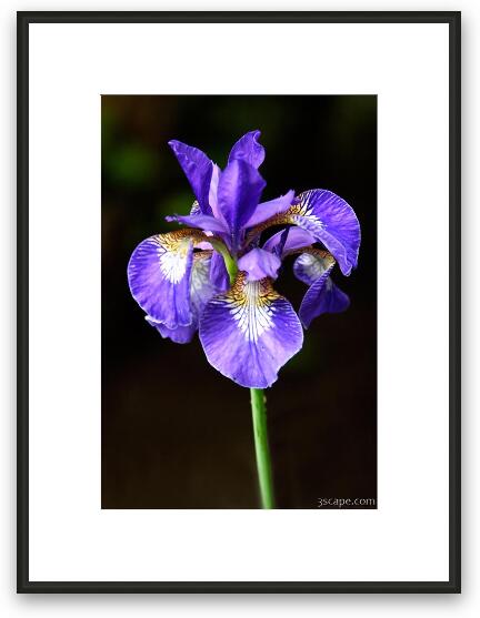 Sinlge purple Iris Framed Fine Art Print