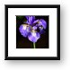 Sinlge purple Iris Framed Print