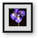 Buy Framed Print