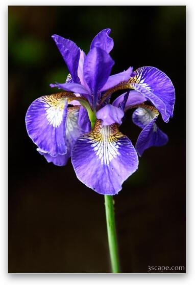 Sinlge purple Iris Fine Art Metal Print
