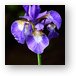 Sinlge purple Iris Metal Print