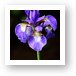 Sinlge purple Iris Art Print
