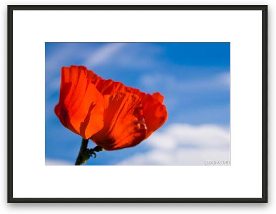 Bright red poppy against blue sky Framed Fine Art Print