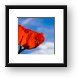 Bright red poppy against blue sky Framed Print