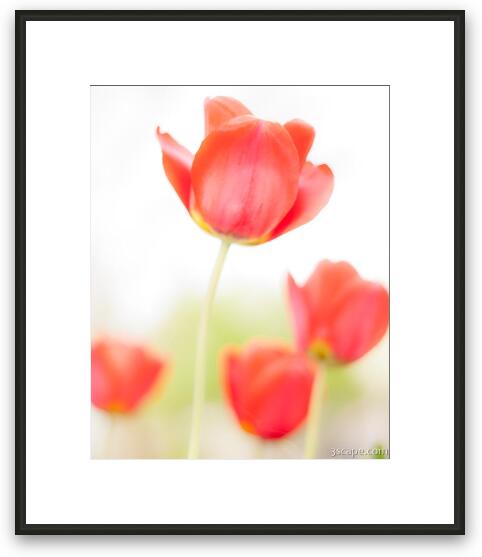 High Key Tulips Framed Fine Art Print