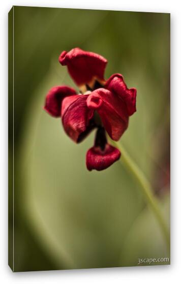 Withered Tulip Fine Art Canvas Print