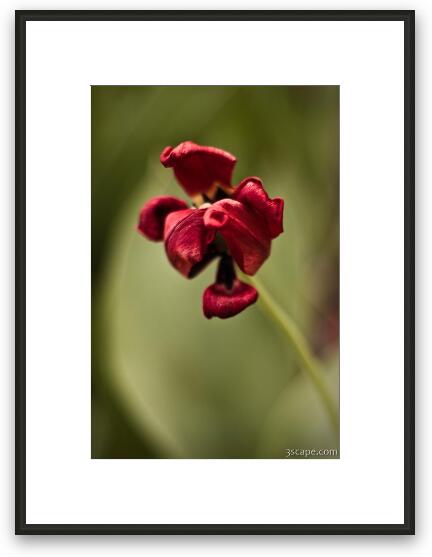 Withered Tulip Framed Fine Art Print