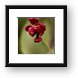 Withered Tulip Framed Print
