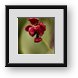 Buy Framed Print