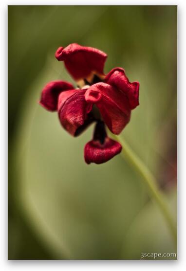 Withered Tulip Fine Art Metal Print