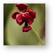 Withered Tulip Metal Print