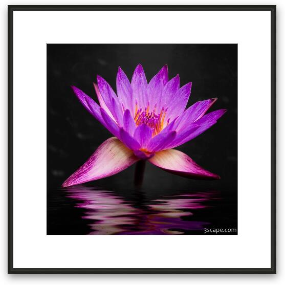 Lotus Framed Fine Art Print