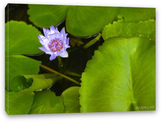 Lotus Flower and Lily Pad Fine Art Canvas Print