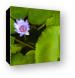 Lotus Flower and Lily Pad Canvas Print