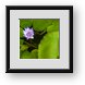 Buy Framed Print