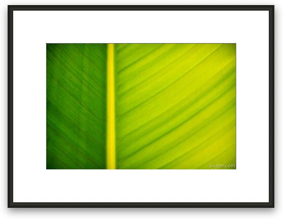 Palm leaf macro abstract Framed Fine Art Print