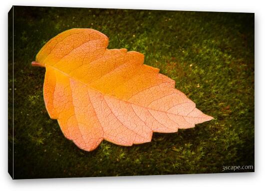 Autumn Leaf Macro Fine Art Canvas Print