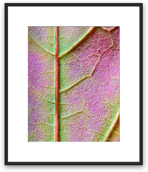 Maple Leaf Framed Fine Art Print