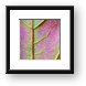 Maple Leaf Framed Print