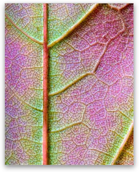 Maple Leaf Fine Art Print