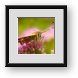 Buy Framed Print