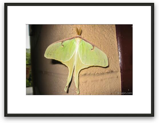 Luna Moth Framed Fine Art Print