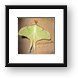 Luna Moth Framed Print
