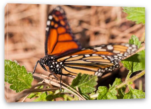 Monarch Butterfly Fine Art Canvas Print