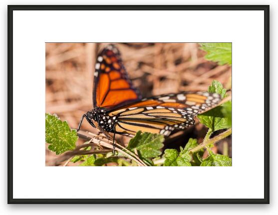 Monarch Butterfly Framed Fine Art Print