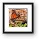 Monarch Butterfly Framed Print