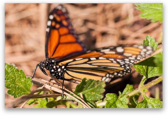 Monarch Butterfly Fine Art Print