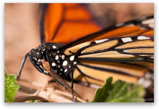Monarch Butterfly Fine Art Metal Print