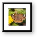 Common Buckeye Butterfly Framed Print