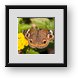 Buy Framed Print