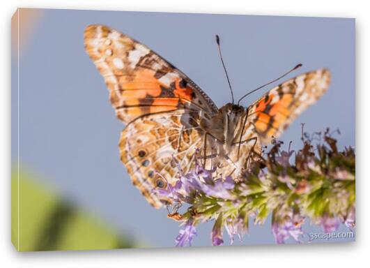 Painted Lady Butterfly Fine Art Canvas Print
