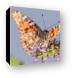 Painted Lady Butterfly Canvas Print