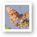 Painted Lady Butterfly Art Print
